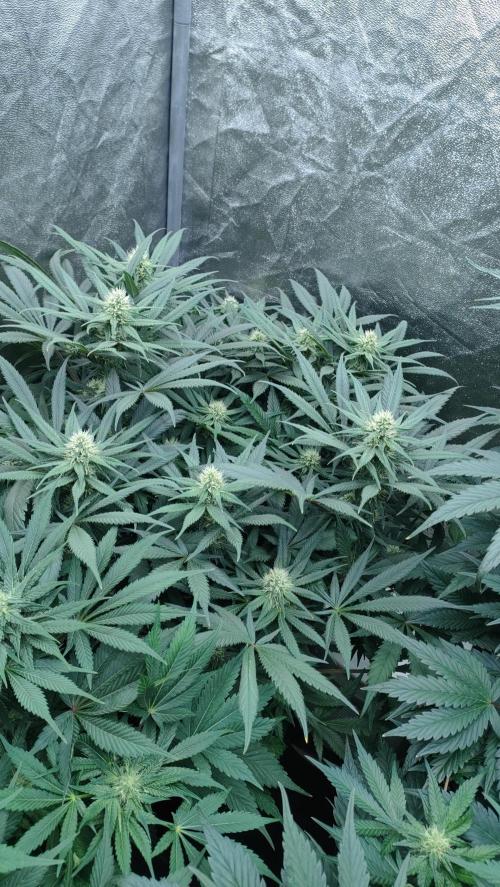 1.Jitrnice. Week 11 - L.A. Amnesia