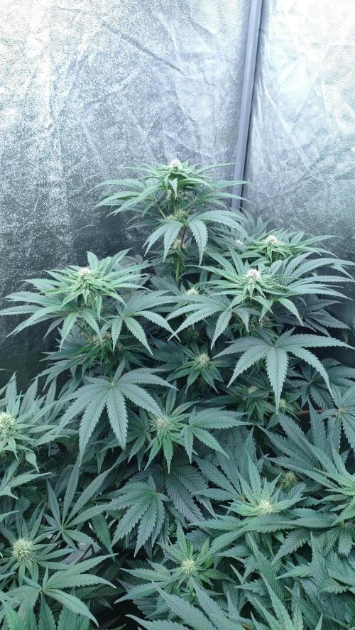 1.Jitrnice. Week 11 - King Cartier