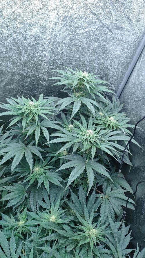 1.Jitrnice. Week 11 - King Cartier