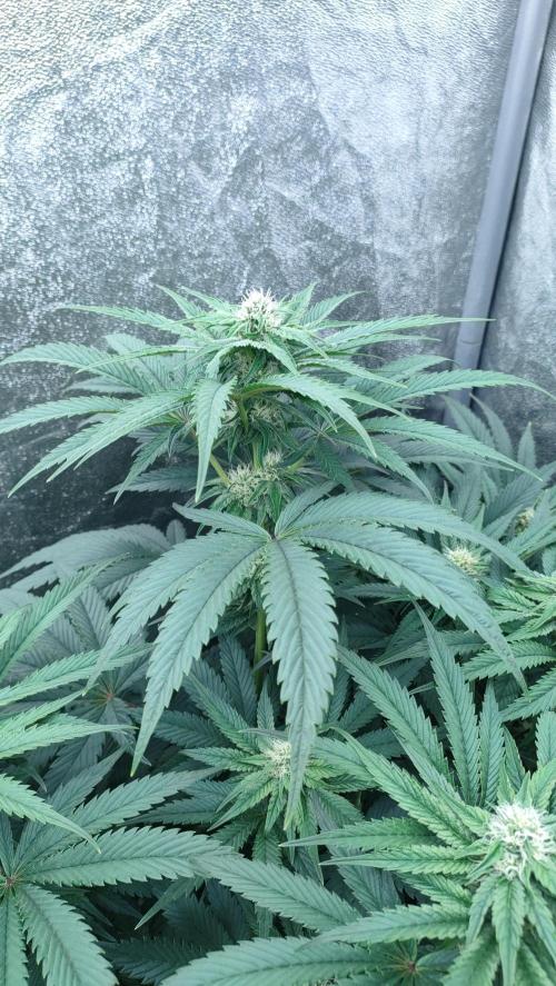 1.Jitrnice. Week 11 - King Cartier