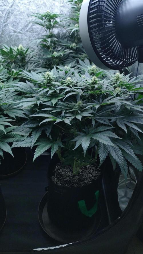 1.Jitrnice. Week 11 - White Noise