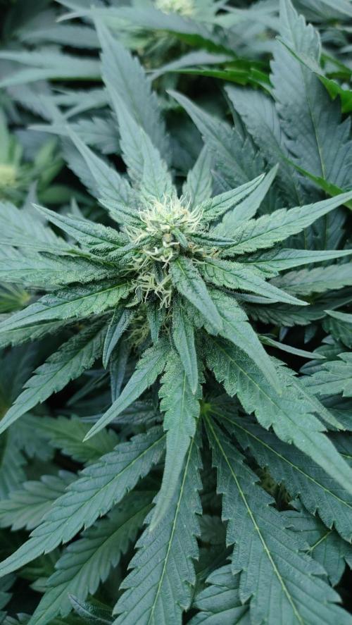 1.Jitrnice. Week 11 - White Noise