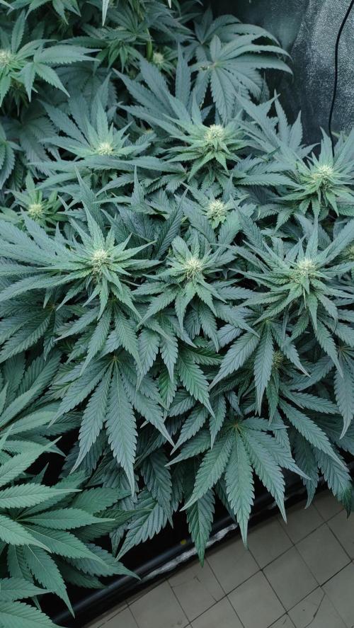 1.Jitrnice. Week 11 - White Noise