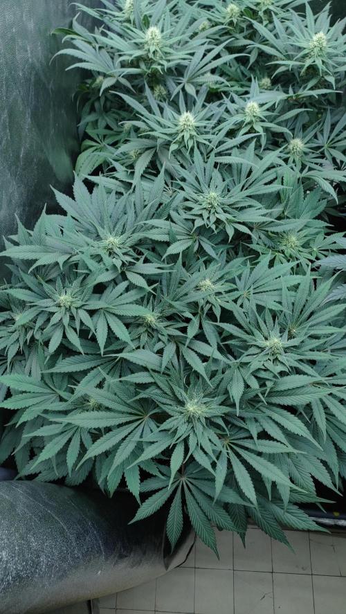 1.Jitrnice. Week 11 - Sweetopia