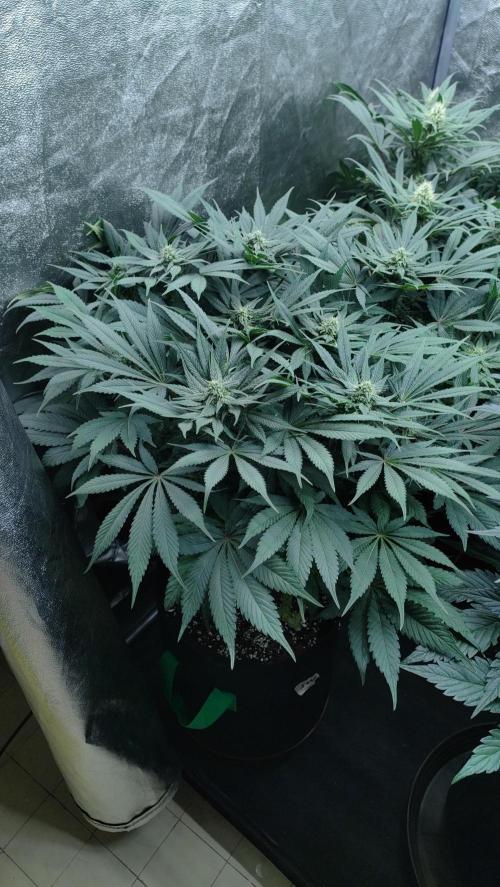 1.Jitrnice. Week 11 - Sweetopia