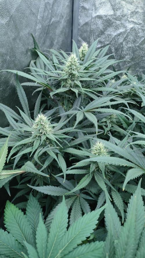 1.Jitrnice. Week 12 - L.A. Amnesia 