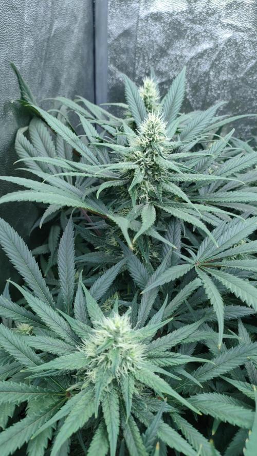 1.Jitrnice. Week 12 - L.A. Amnesia 