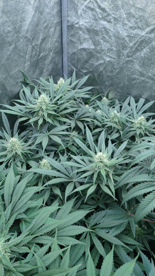 1.Jitrnice. Week 12 - L.A. Amnesia 