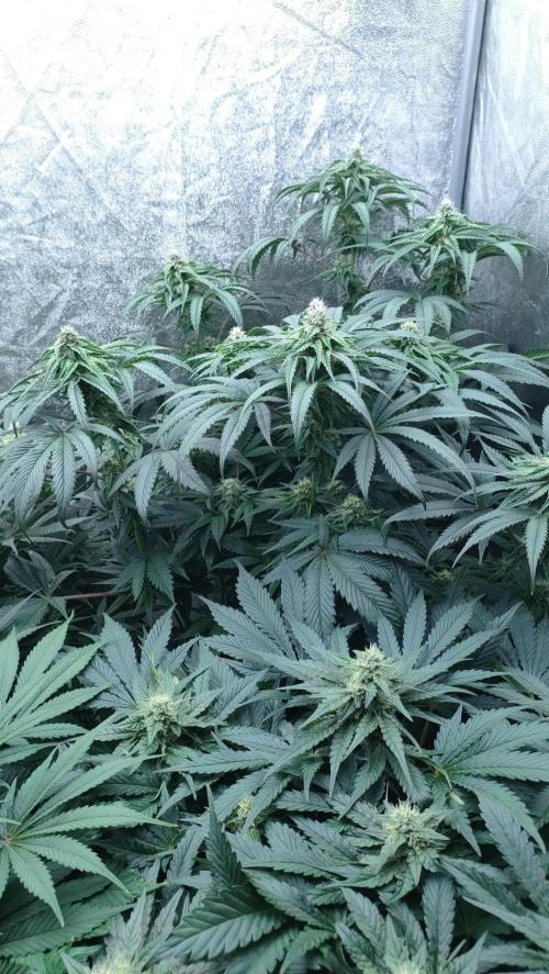 1.Jitrnice. Week 12 - King Cartier 