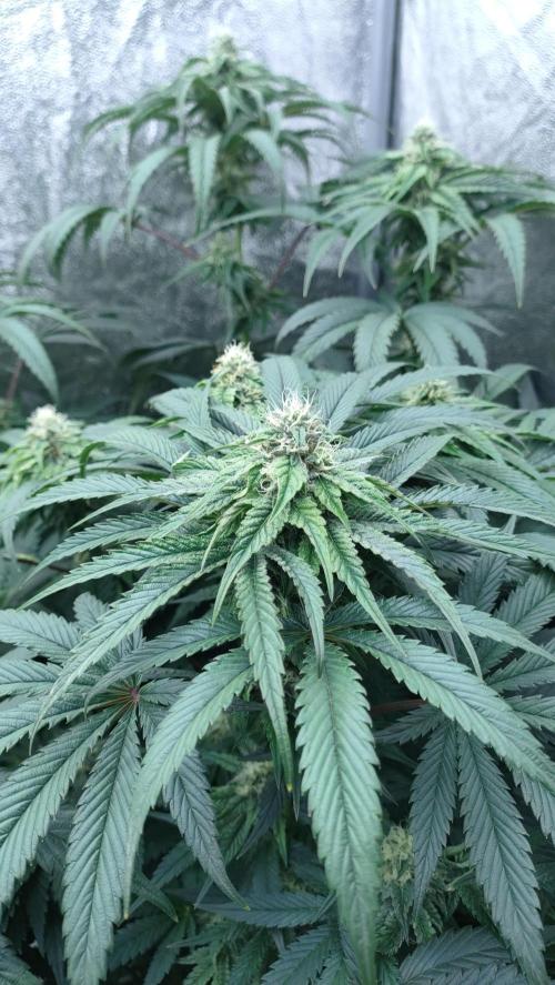 1.Jitrnice. Week 12 - King Cartier 