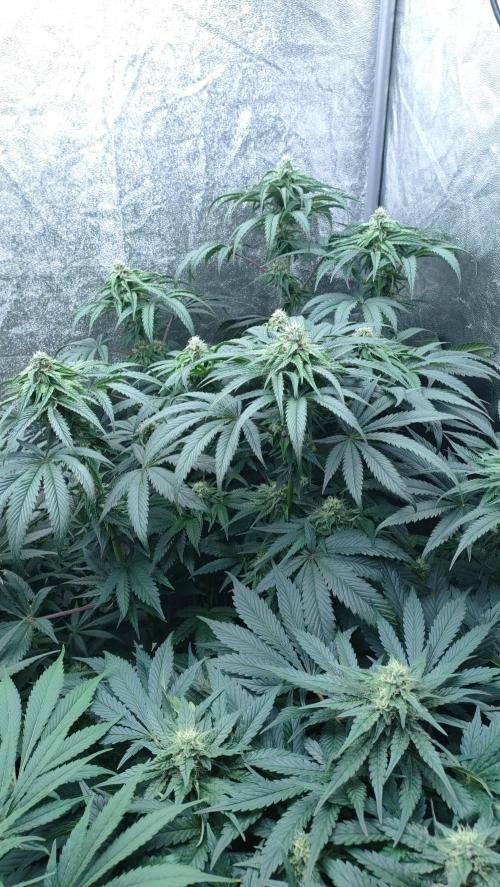 1.Jitrnice. Week 12 - King Cartier 