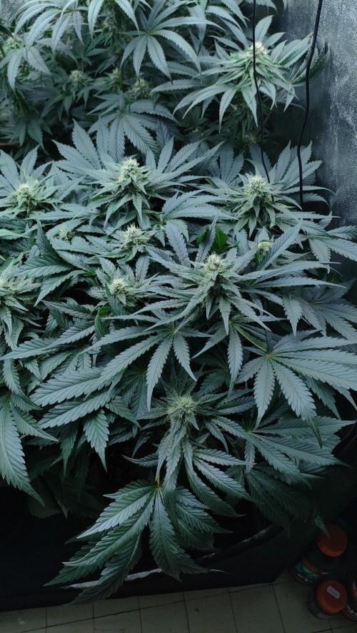 1.Jitrnice. Week 12 - White Noise 