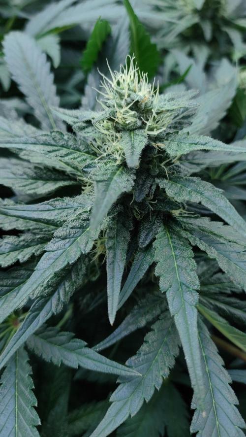 1.Jitrnice. Week 12 - White Noise 