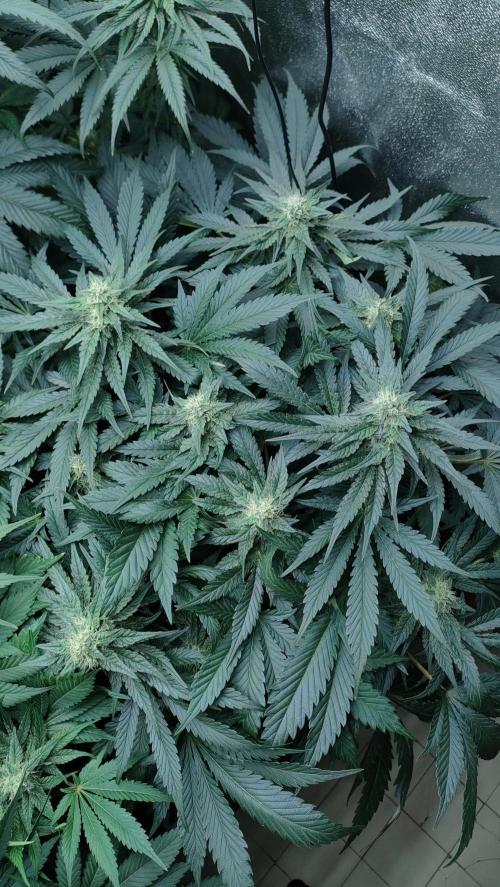 1.Jitrnice. Week 12 - White Noise 