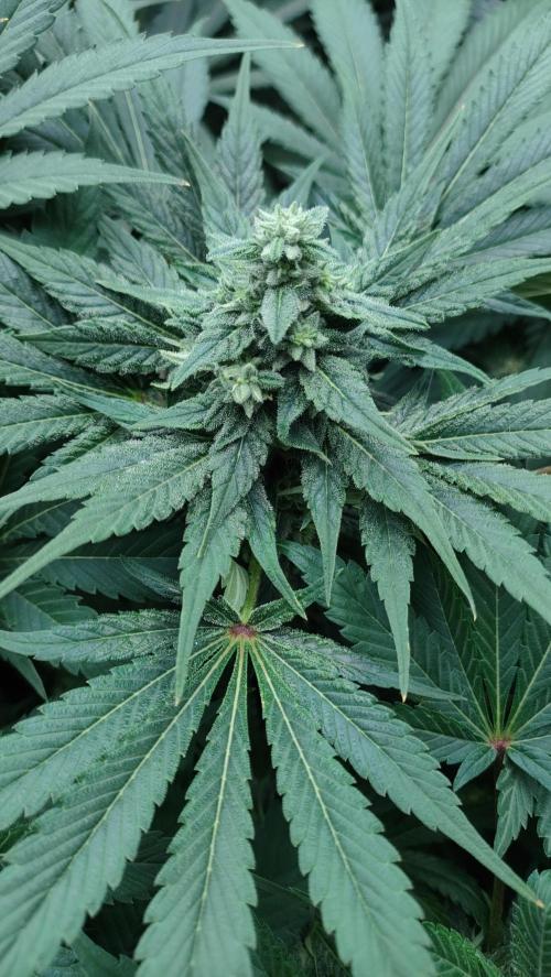 1.Jitrnice. Week 12 - Sweetopia 