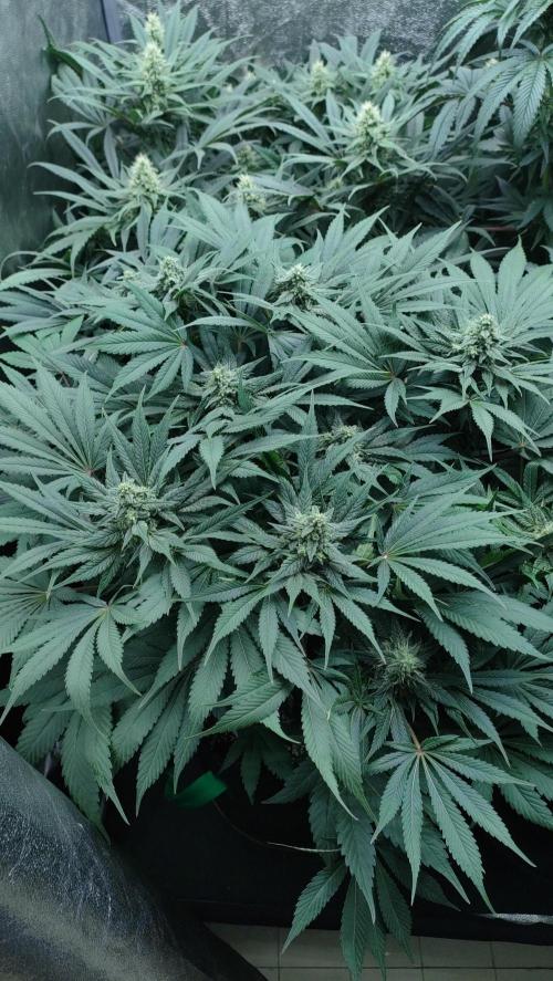 1.Jitrnice. Week 12 - Sweetopia 