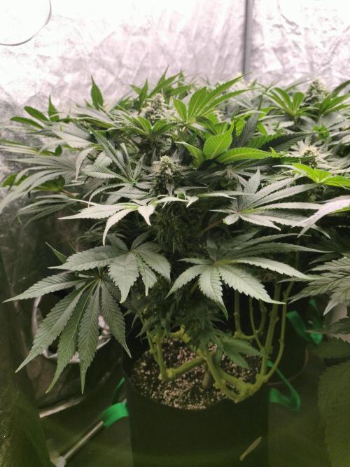 1.Jitrnice. Week 12 - Sweetopia 