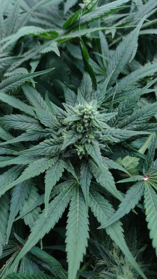 1.Jitrnice. Week 12 - Sweetopia