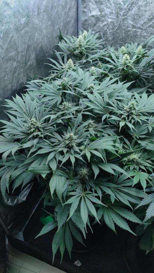 1.Jitrnice. Week 12 - Sweetopia 