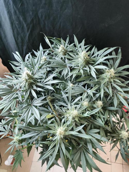 1.Jitrnice. Week 13 - L.A. Amnesia 