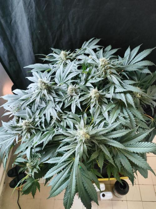 1.Jitrnice. Week 13 - White Noise 