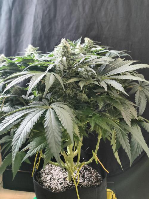 1.Jitrnice. Week 13 - White Noise 