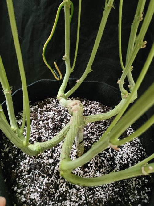 1.Jitrnice. Week 13 - King Cartier 