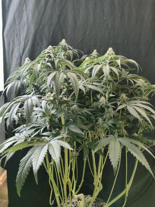 1.Jitrnice. Week 13 - King Cartier 