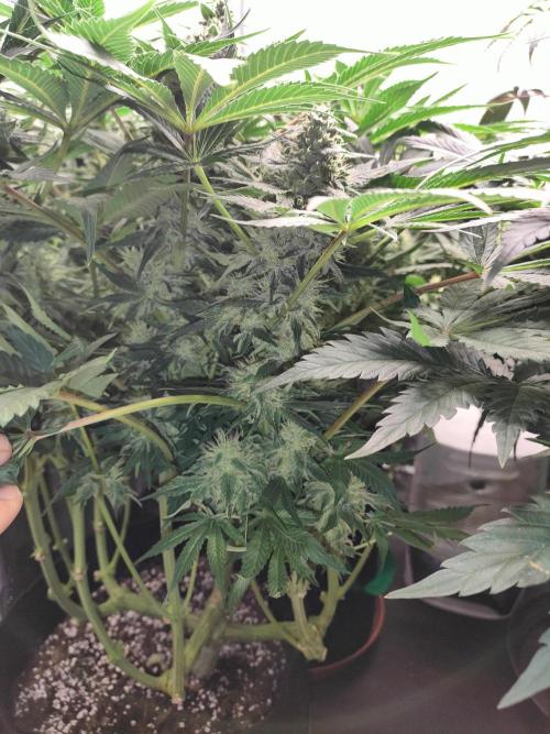 1.Jitrnice. Week 13 - Sweetopia