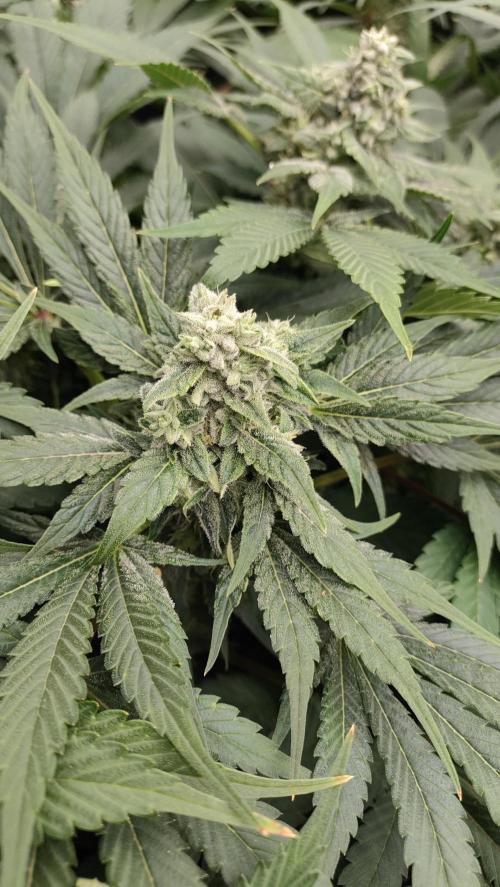 1.Jitrnice. Week 13 - Sweetopia