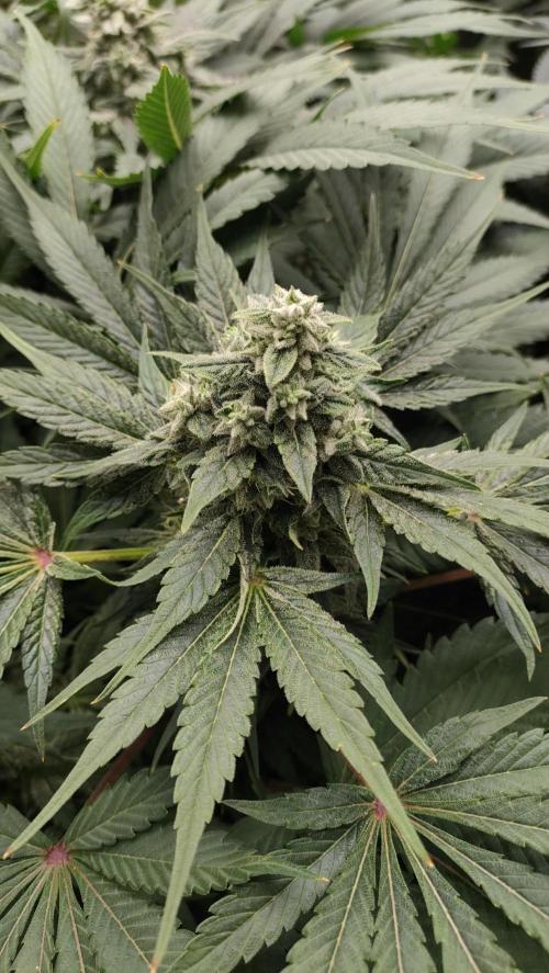 1.Jitrnice. Week 13 - Sweetopia