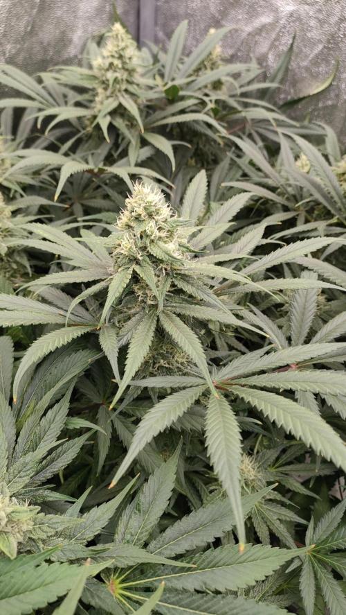 1.Jitrnice. Week 13 - L.A. Amnesia 