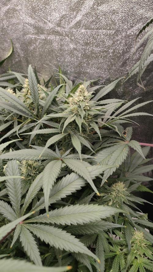 1.Jitrnice. Week 13 - L.A. Amnesia 