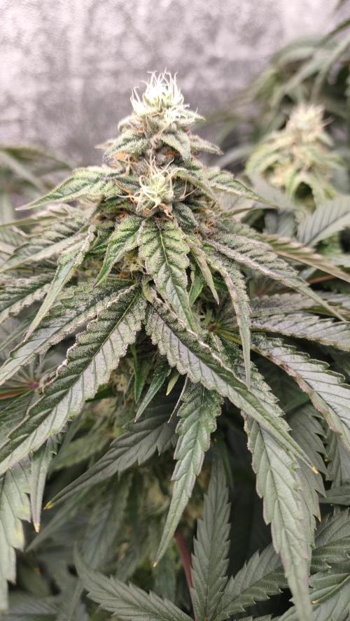 1.Jitrnice. Week 13 - King Cartier