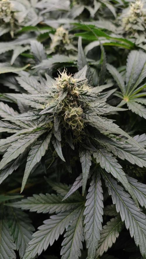 1.Jitrnice. Week 13 - White Noise 