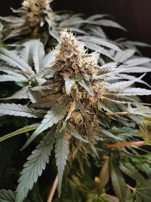 1.Jitrnice. Week 14 - White Noise