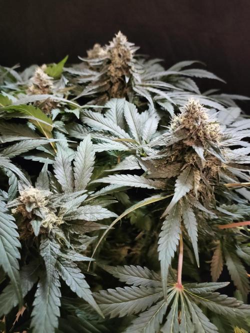 1.Jitrnice. Week 14 - White Noise