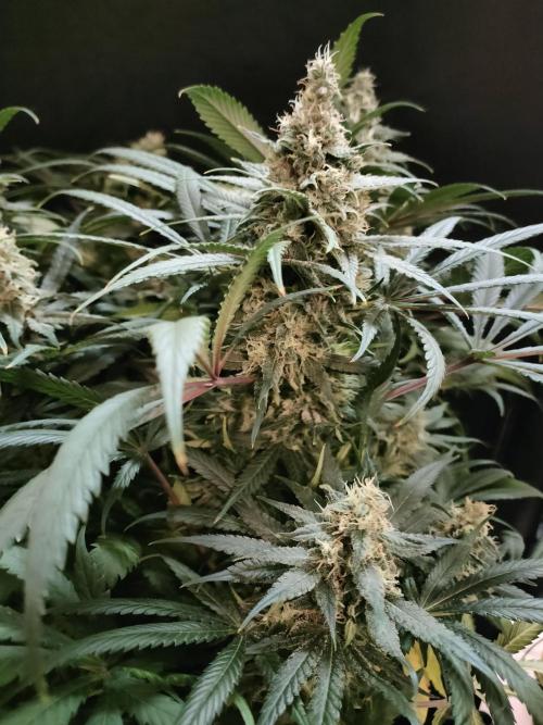 1.Jitrnice. Week 14 - L.A. Amnesia