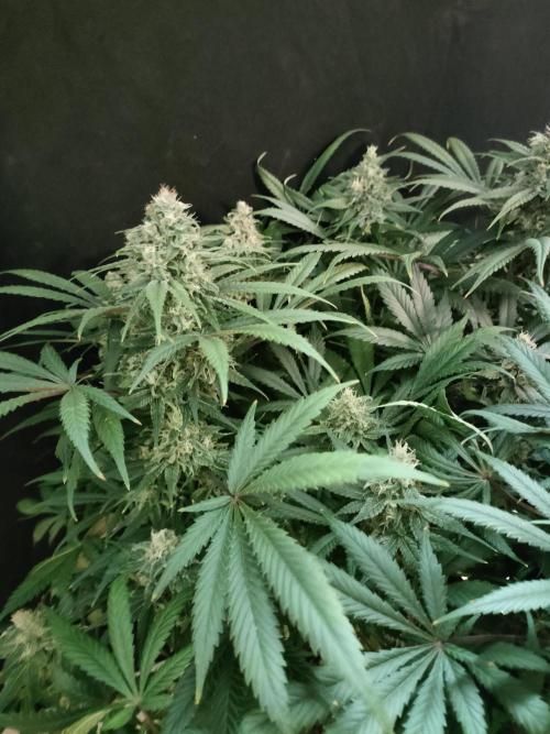 1.Jitrnice. Week 14 - L.A. Amnesia