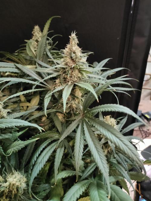 1.Jitrnice. Week 14 - L.A. Amnesia