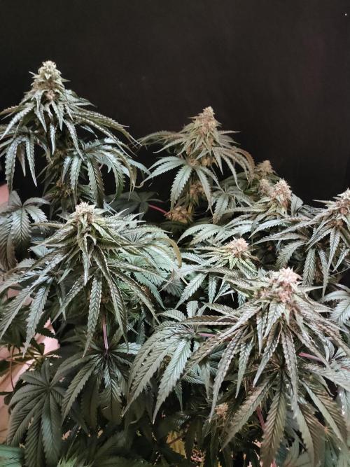 1.Jitrnice. Week 14 - King Cartier