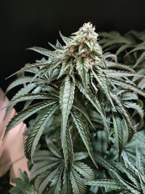 1.Jitrnice. Week 14 - King Cartier