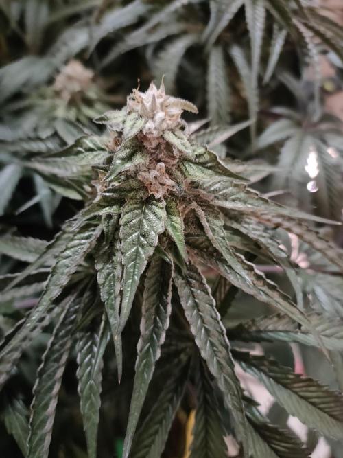 1.Jitrnice. Week 14 - King Cartier