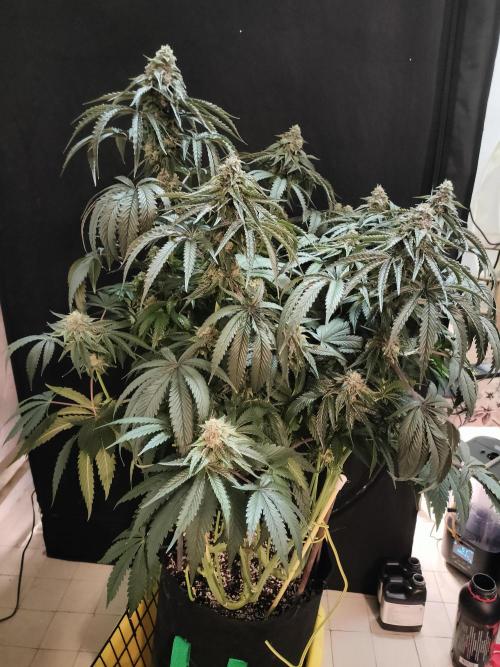 1.Jitrnice. Week 14 - King Cartier