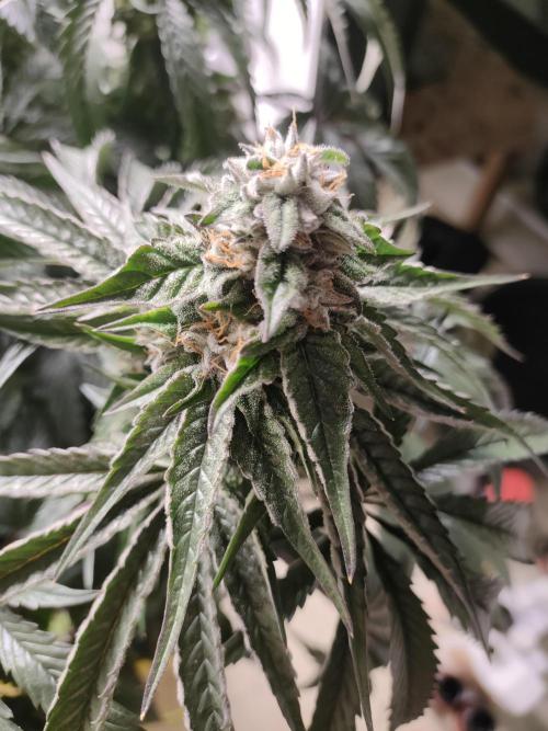 1.Jitrnice. Week 14 - King Cartier