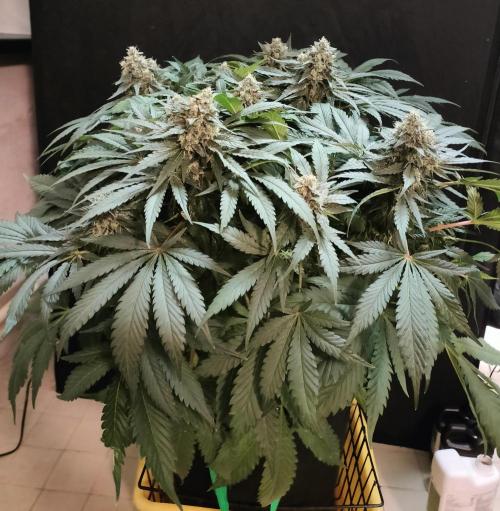 1.Jitrnice. Week 14 - White Noise