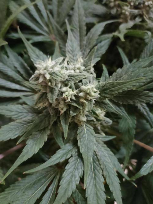 1.Jitrnice. Week 14 - Sweetopia