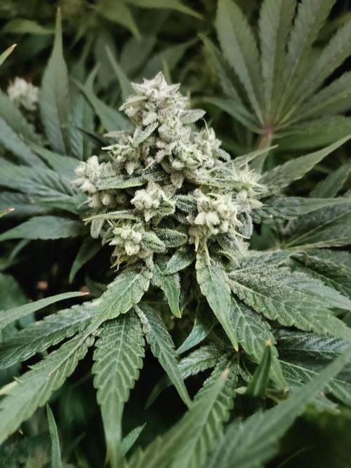 1.Jitrnice. Week 14 - Sweetopia