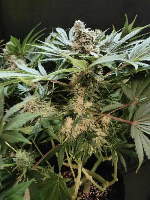 1.Jitrnice. Week 14 - Sweetopia