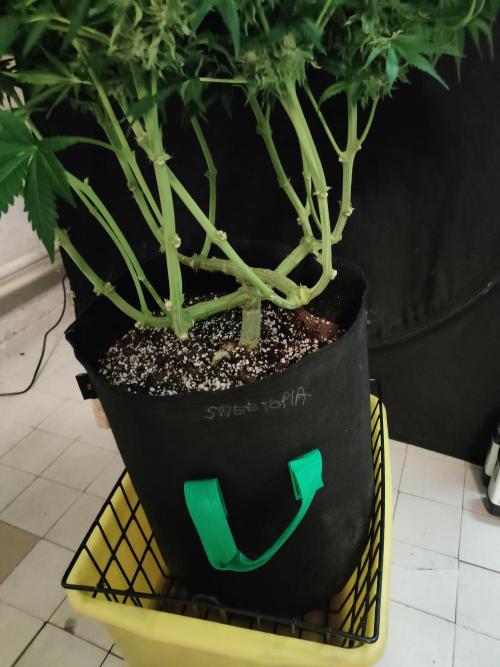 1.Jitrnice. Week 14 - Sweetopia